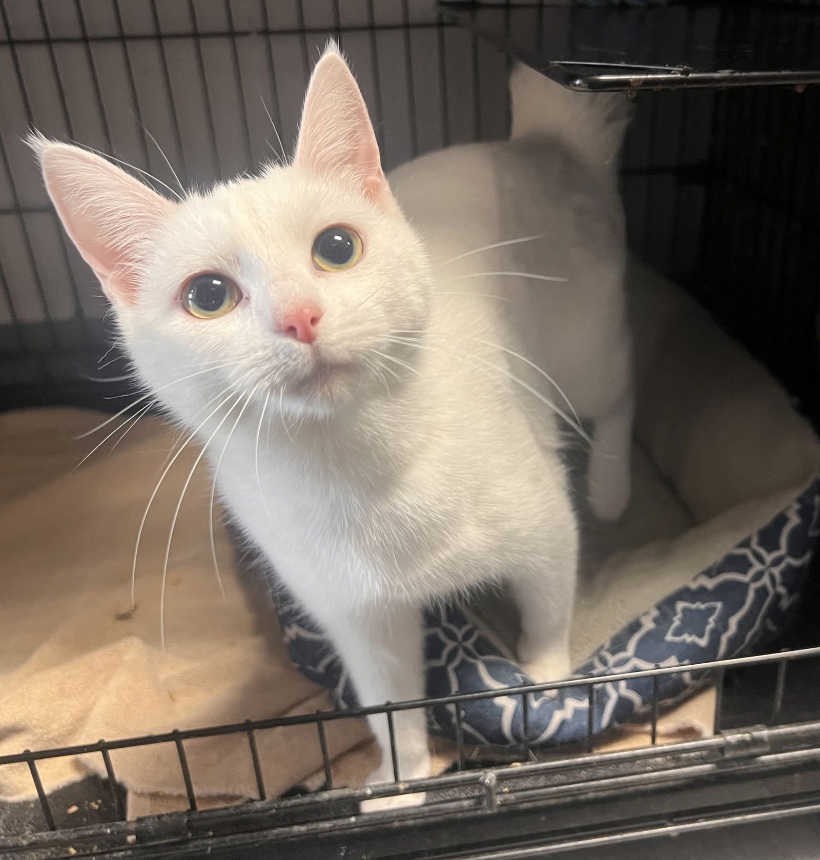 SNOW - Domestic Short Hair available for adoption