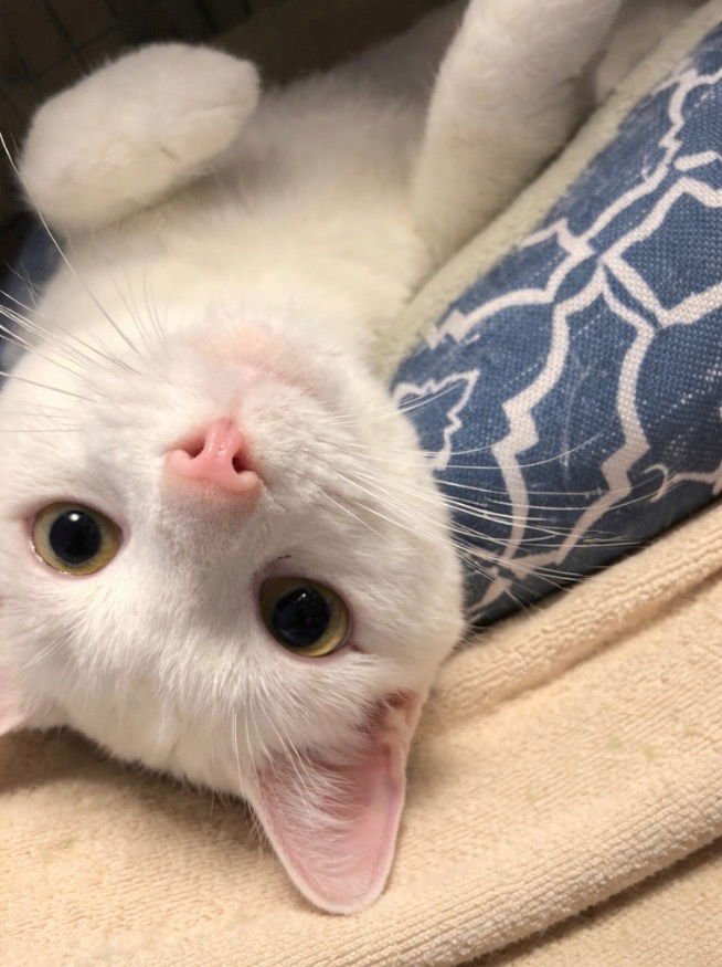 SNOW - Domestic Short Hair available for adoption