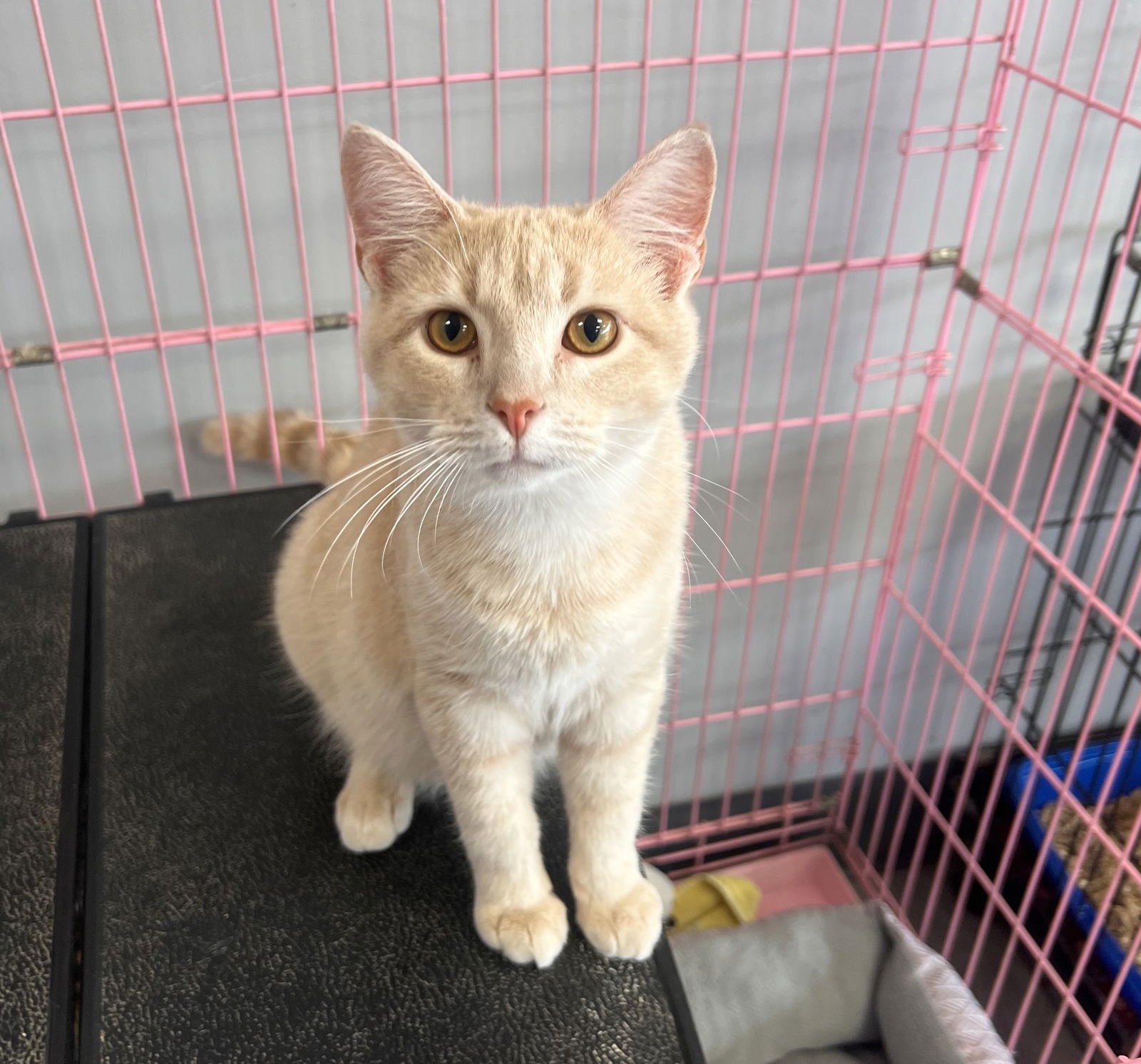 ROCKET  (PS) - Domestic Short Hair available for adoption