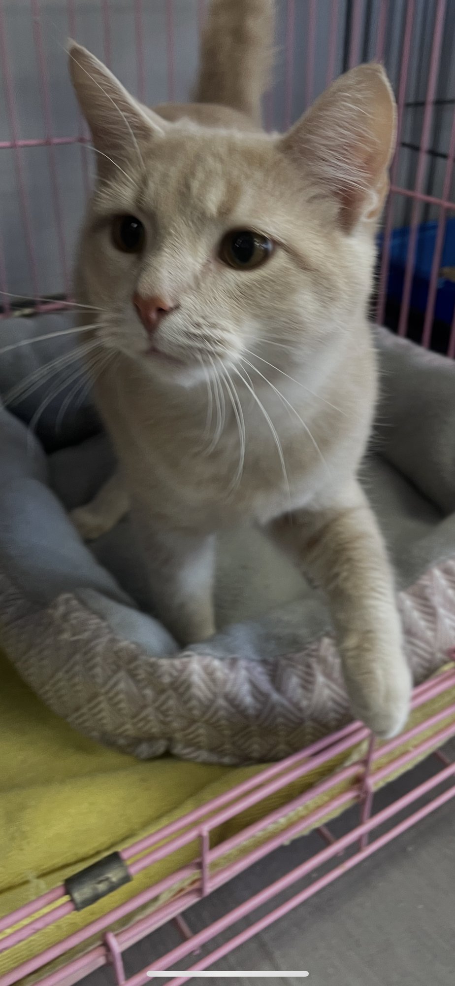 ROCKET  (PS) - Domestic Short Hair available for adoption