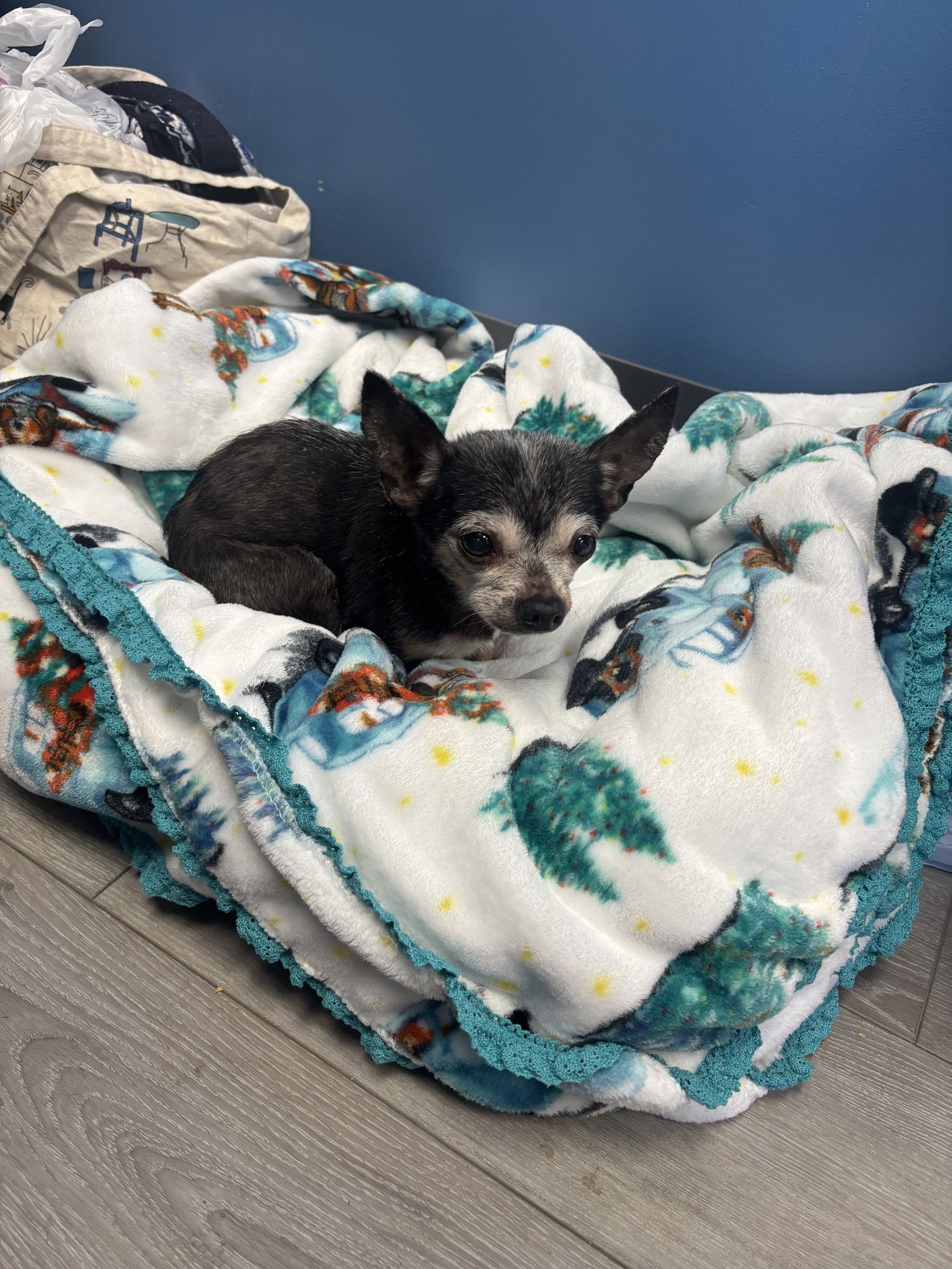 MATILDA - Chihuahua available for adoption