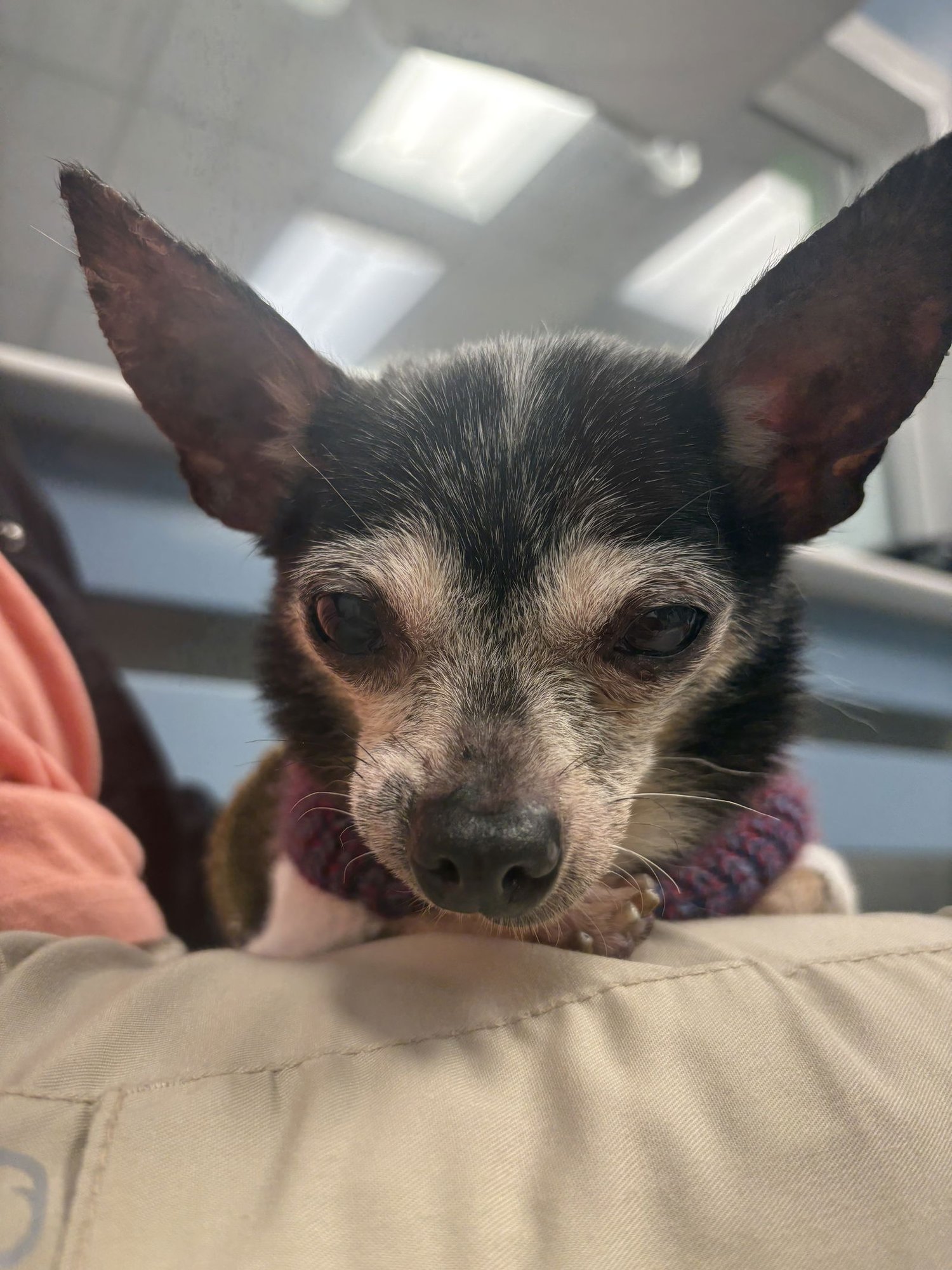 MATILDA - Chihuahua available for adoption