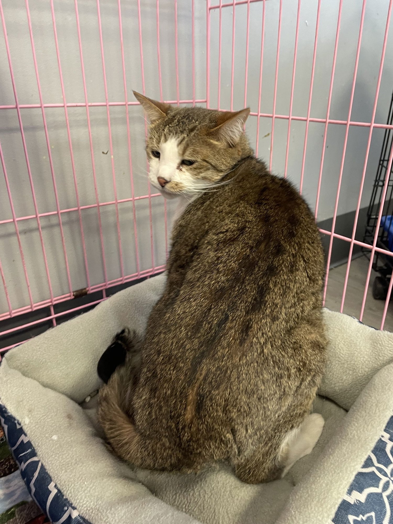 XANDER - MUST APPLY IN PERSON ! - Tabby / Domestic Short Hair available for adoption