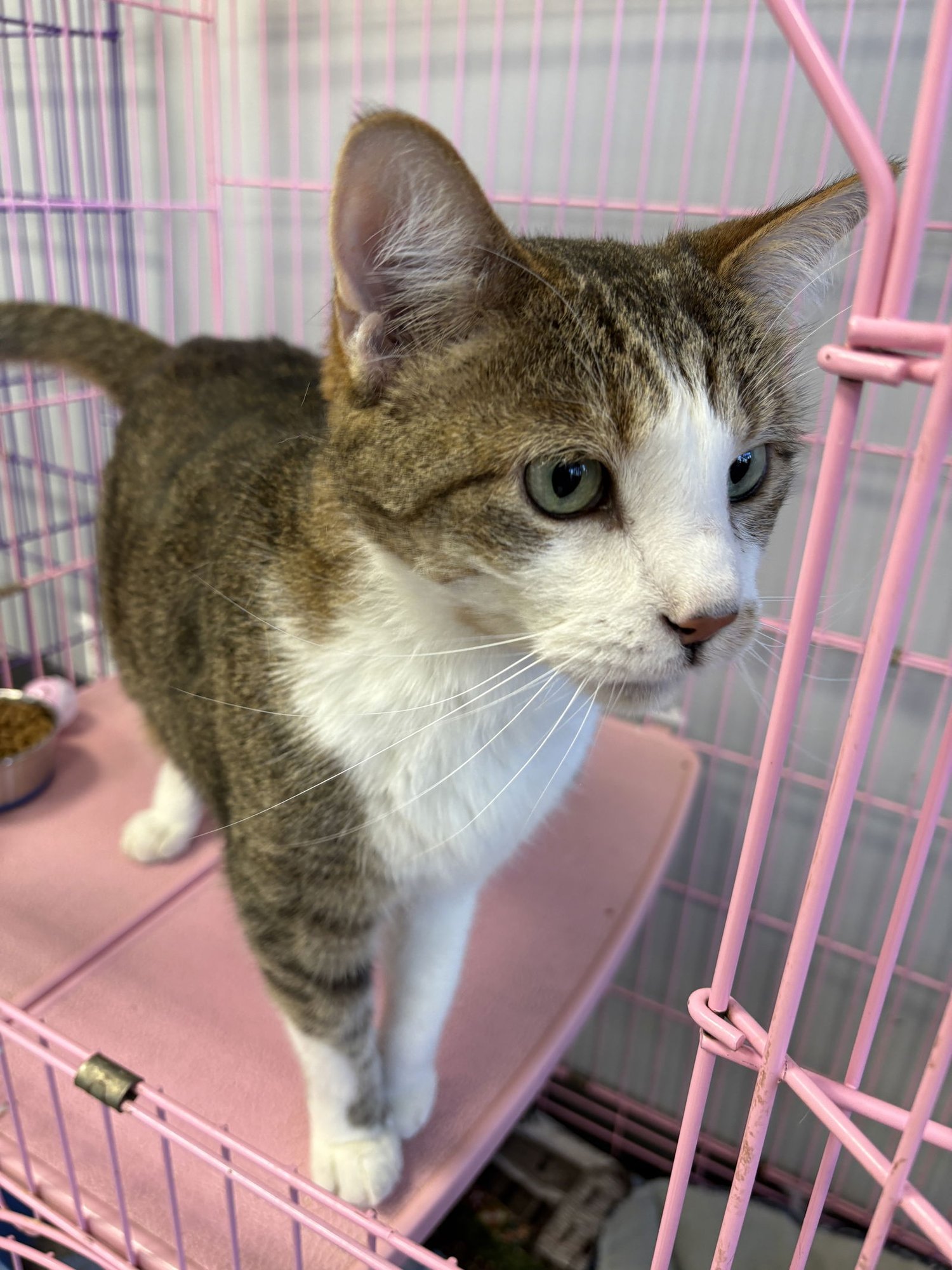 XANDER - MUST APPLY IN PERSON ! - Tabby / Domestic Short Hair available for adoption