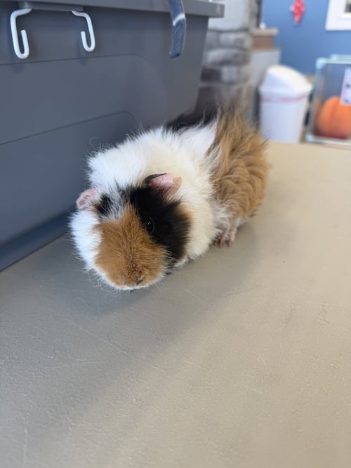 CRACKERS - Guinea Pig available for adoption