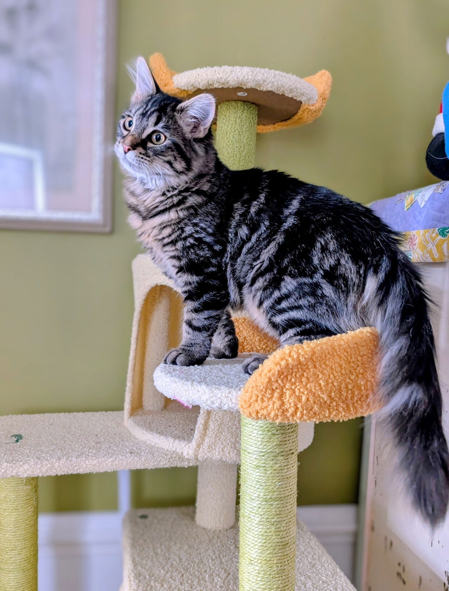 BALLERINA - Tabby / Domestic Medium Hair available for adoption