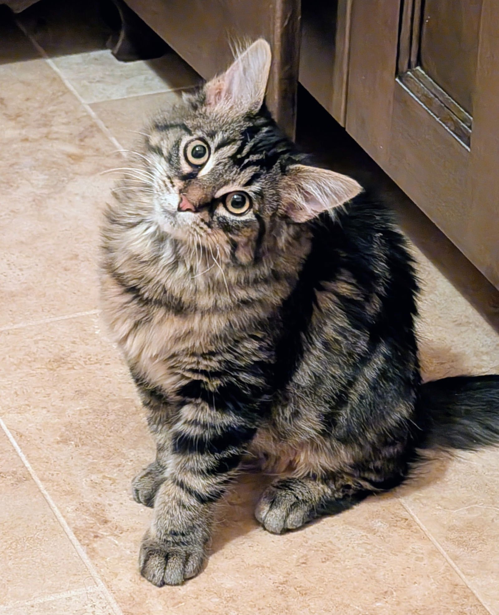 BALLERINA - Tabby / Domestic Medium Hair available for adoption
