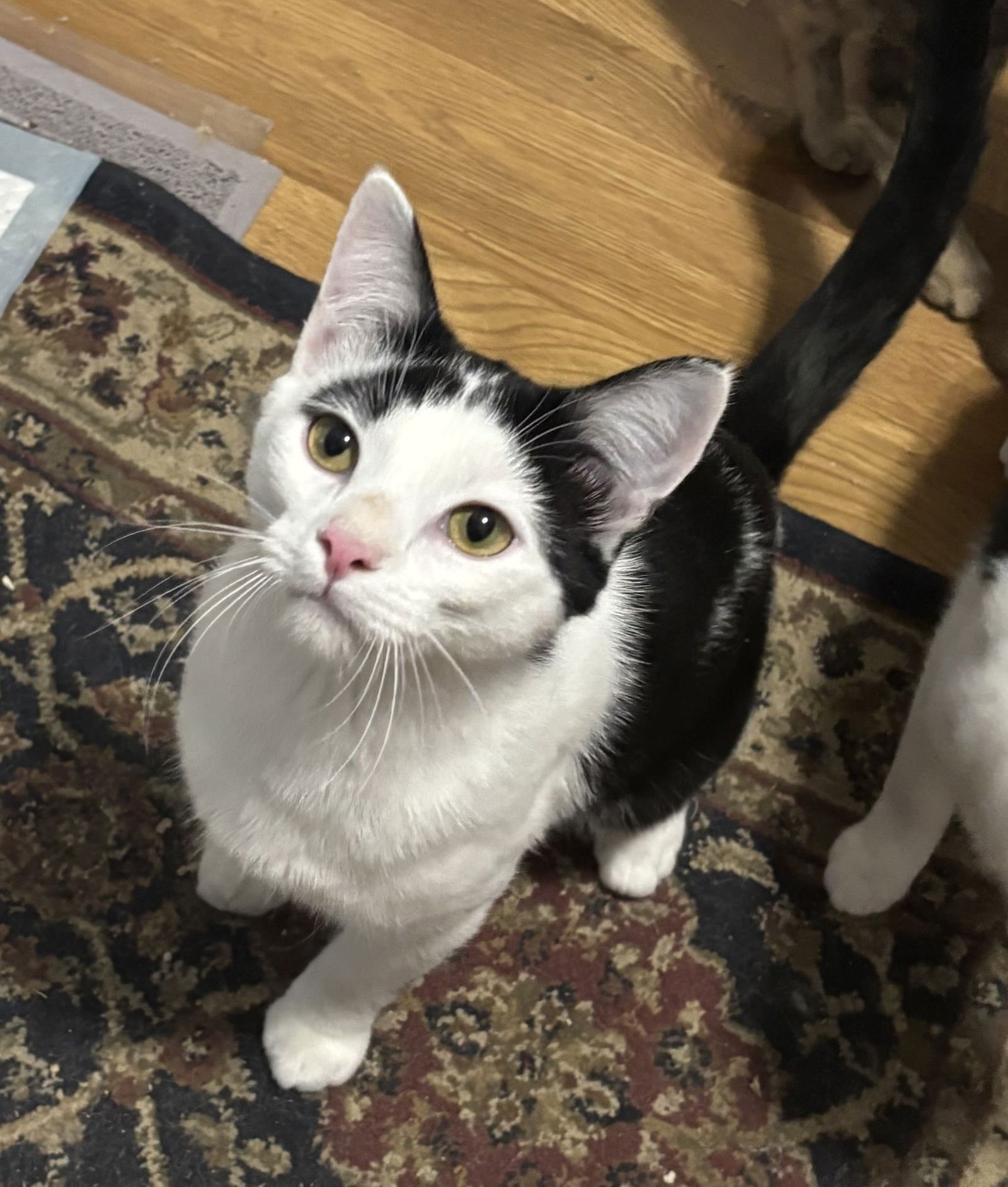 JEREMIAH - Domestic Short Hair available for adoption