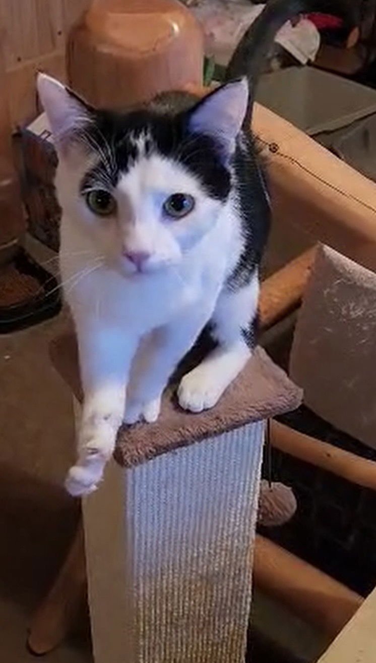 JEREMIAH - Domestic Short Hair available for adoption