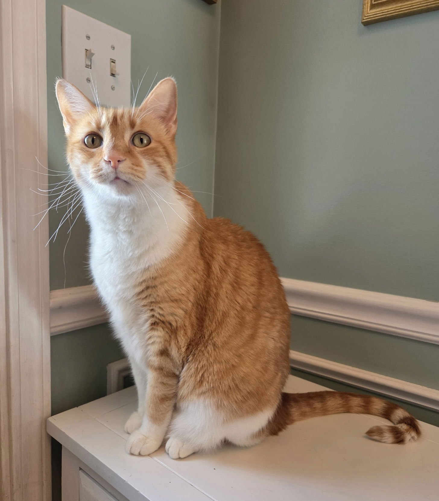 DAVIDSON - Tabby / Domestic Short Hair available for adoption