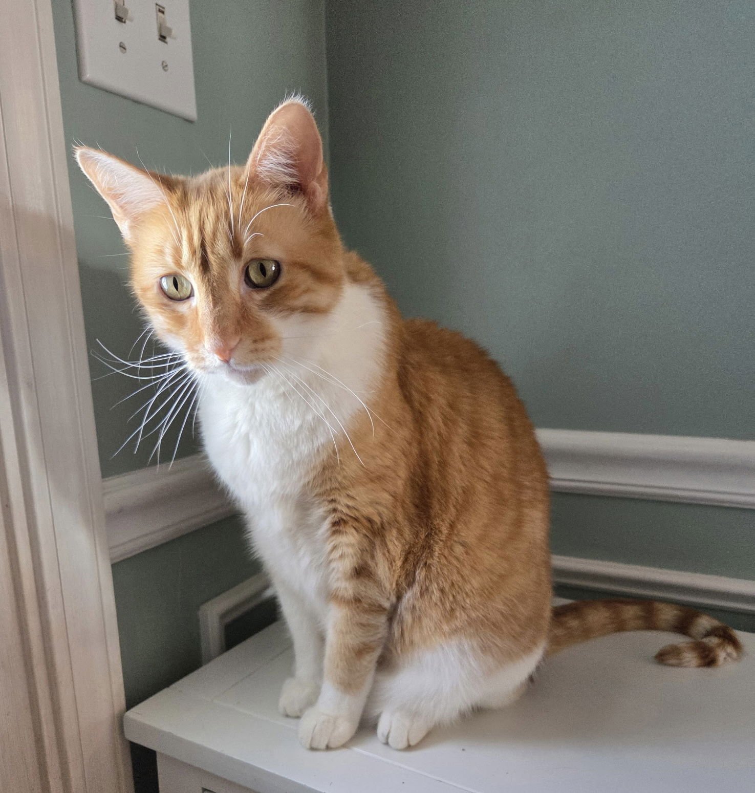 DAVIDSON - Tabby / Domestic Short Hair available for adoption