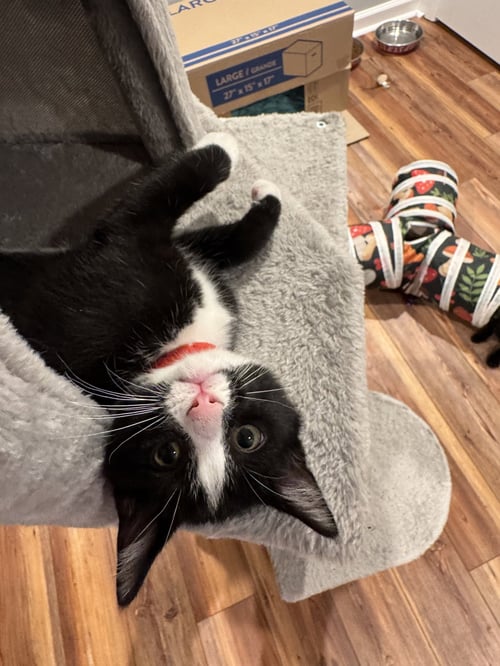 MARIO - Tuxedo / Domestic Short Hair available for adoption