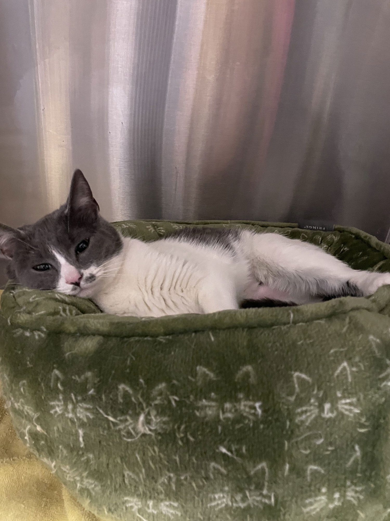 KEEFE - Domestic Short Hair available for adoption