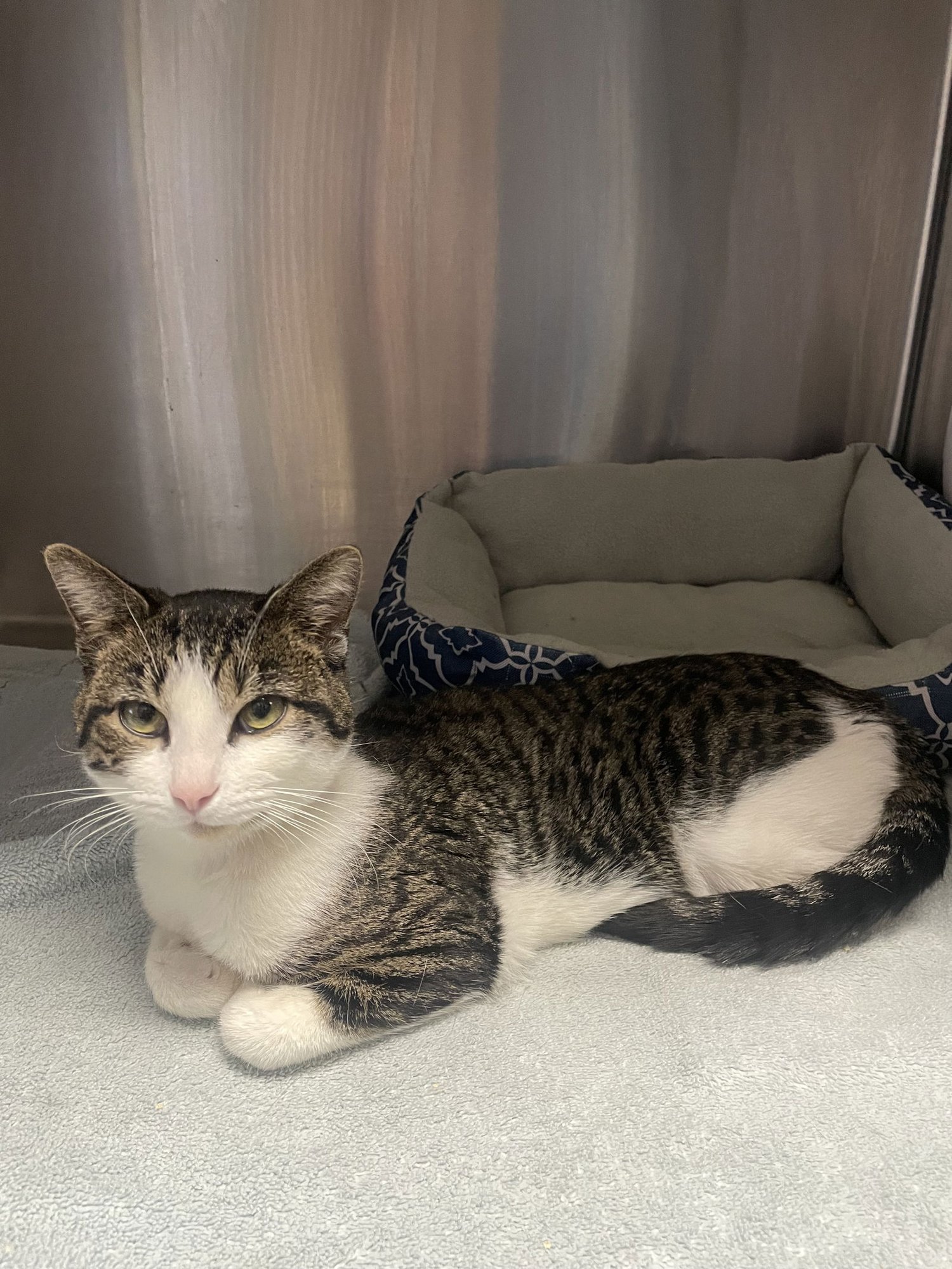 CISCO - Tabby / Domestic Short Hair available for adoption