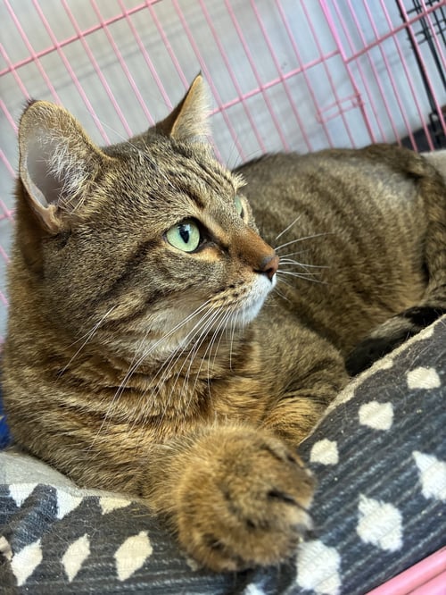 SOUR CREAM - Tabby / Domestic Short Hair available for adoption