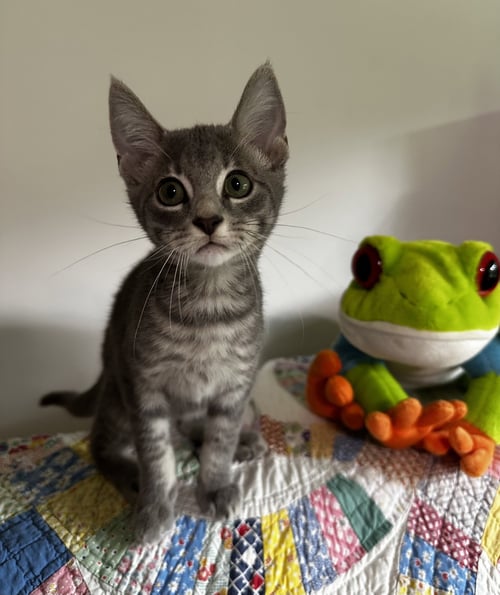 LAPTOP - Tabby / Domestic Short Hair available for adoption