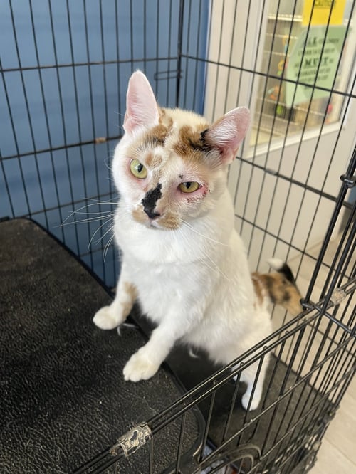 HAZEL- MUST APPLY IN PERSON ! - Calico / Domestic Short Hair for adoption in Lexington
