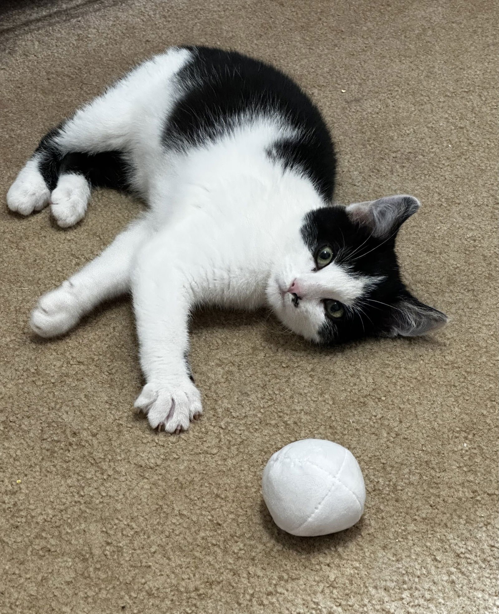 SYLVESTER - Manx / Domestic Short Hair available for adoption