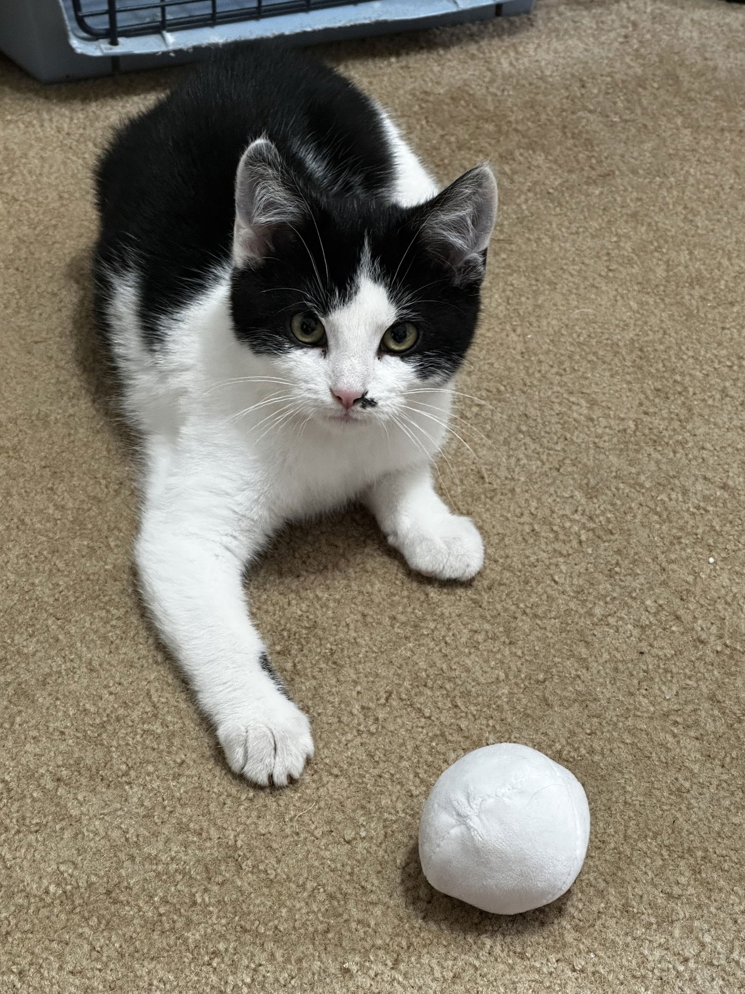 SYLVESTER - Manx / Domestic Short Hair available for adoption