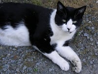 Barn Cat - Photo 3