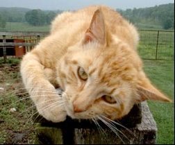 Barn Cat Image