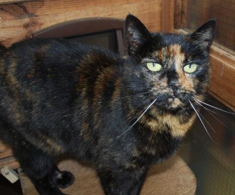 BARN CAT - Domestic Short Hair / Domestic Long Hair available for adoption