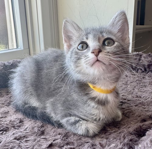 HEATHER - Domestic Short Hair / Tabby available for adoption