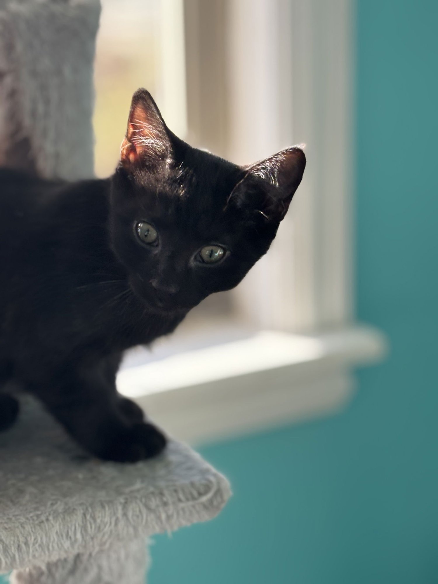 SIRIUS (PS) - Domestic Short Hair available for adoption