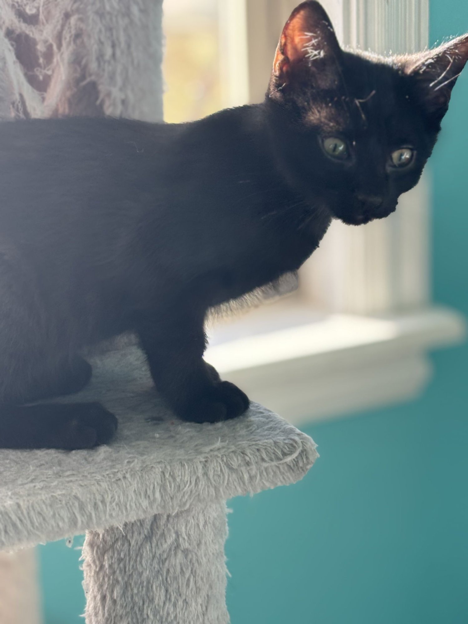 SIRIUS (PS) - Domestic Short Hair available for adoption