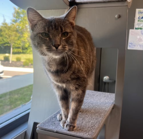 NANCY - Tabby / Domestic Short Hair available for adoption