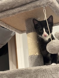 Luigi - Photo 2