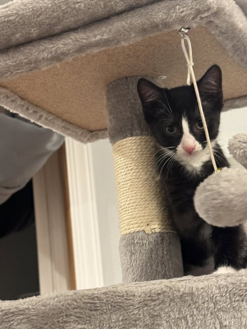 LUIGI - Tuxedo / Domestic Short Hair available for adoption