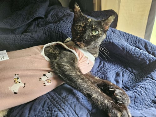 ALICE - MUST APPLY IN PERSON! - Tortoiseshell / Domestic Short Hair available for adoption