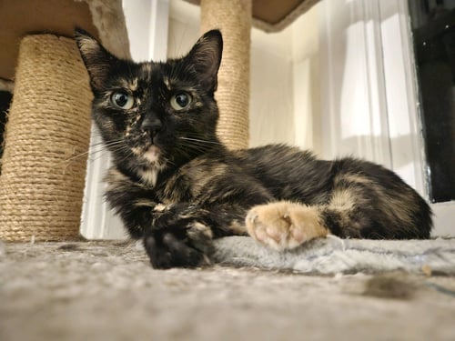 ALICE - MUST APPLY IN PERSON! - Tortoiseshell / Domestic Short Hair for adoption in Lexington