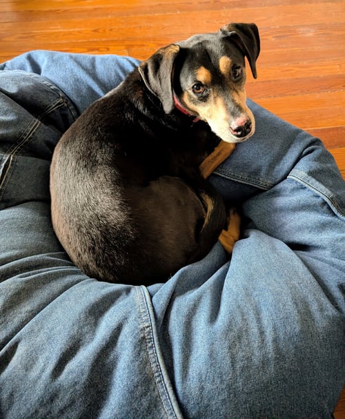 JETSON - Beagle / Collie for adoption in Lexington