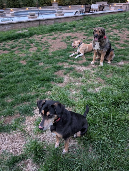 JETSON - Beagle / Collie available for adoption