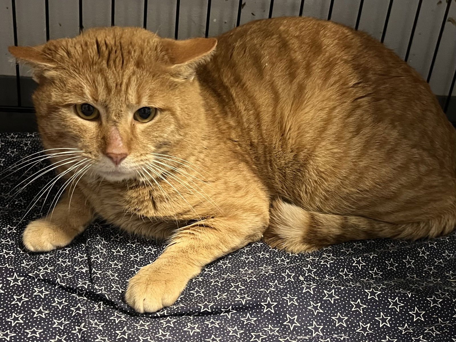 WILDE - Tabby / Domestic Short Hair available for adoption