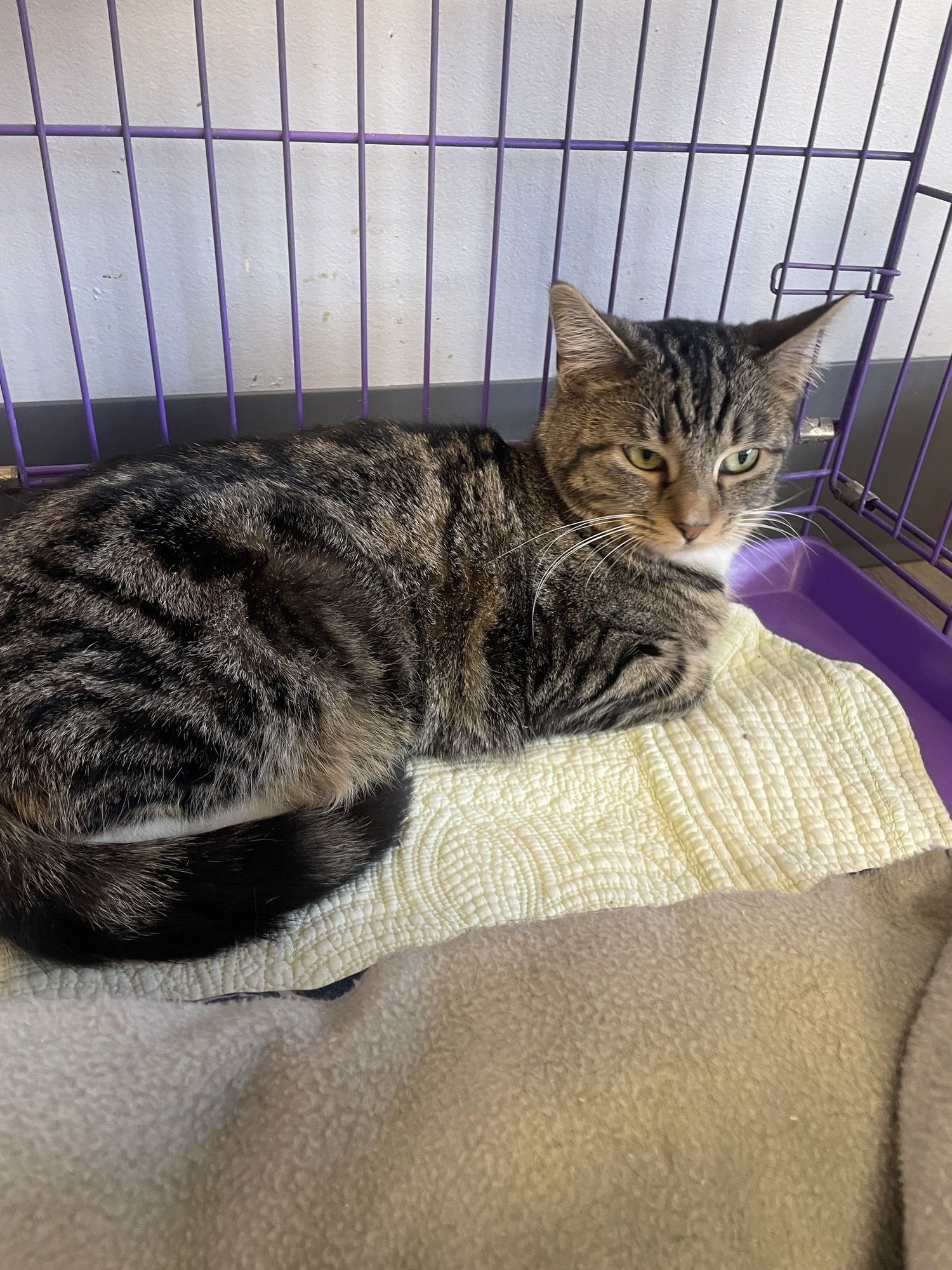 TRINITY - Tabby / Domestic Short Hair available for adoption
