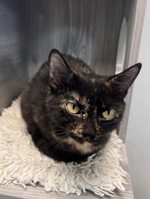 ACORNETT - Tortoiseshell / Domestic Short Hair available for adoption