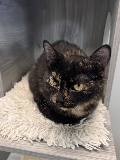ACORNETT - Tortoiseshell / Domestic Short Hair available for adoption