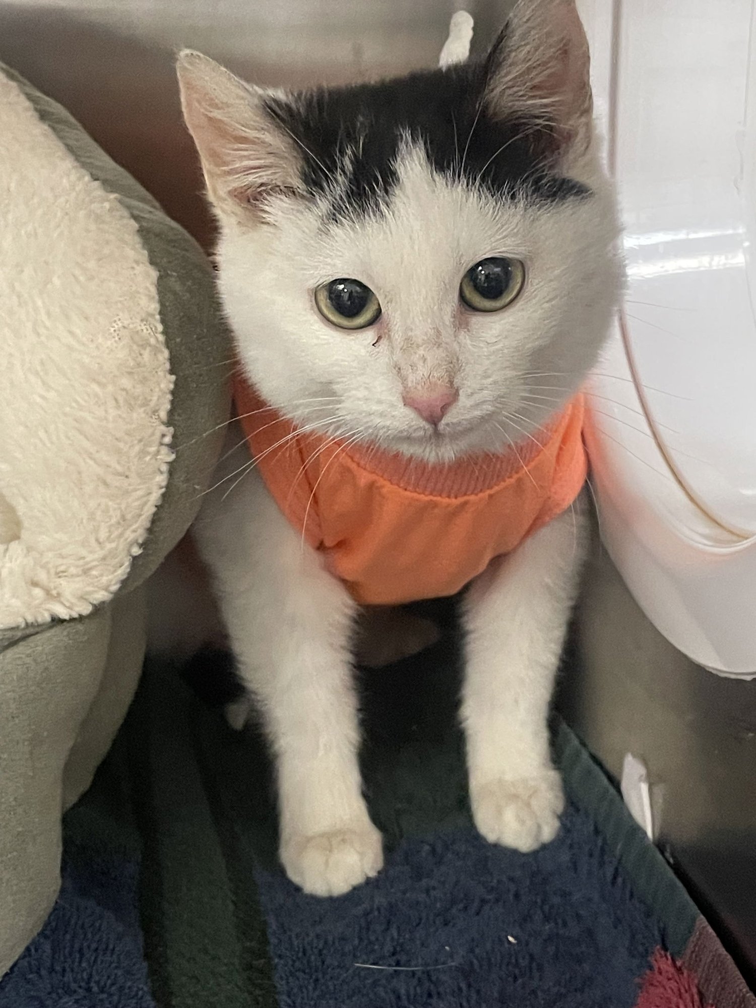 BRONTE - Domestic Short Hair available for adoption