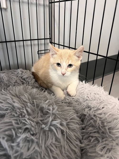 SINCERE - Tabby / Domestic Short Hair for adoption in Lexington