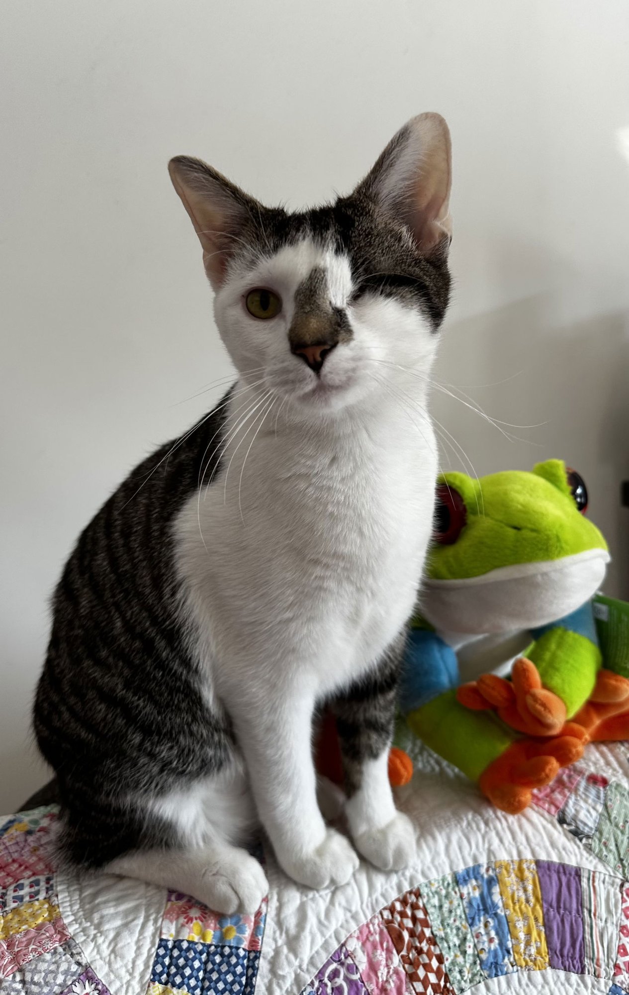 LAMON - Tabby / Domestic Short Hair available for adoption