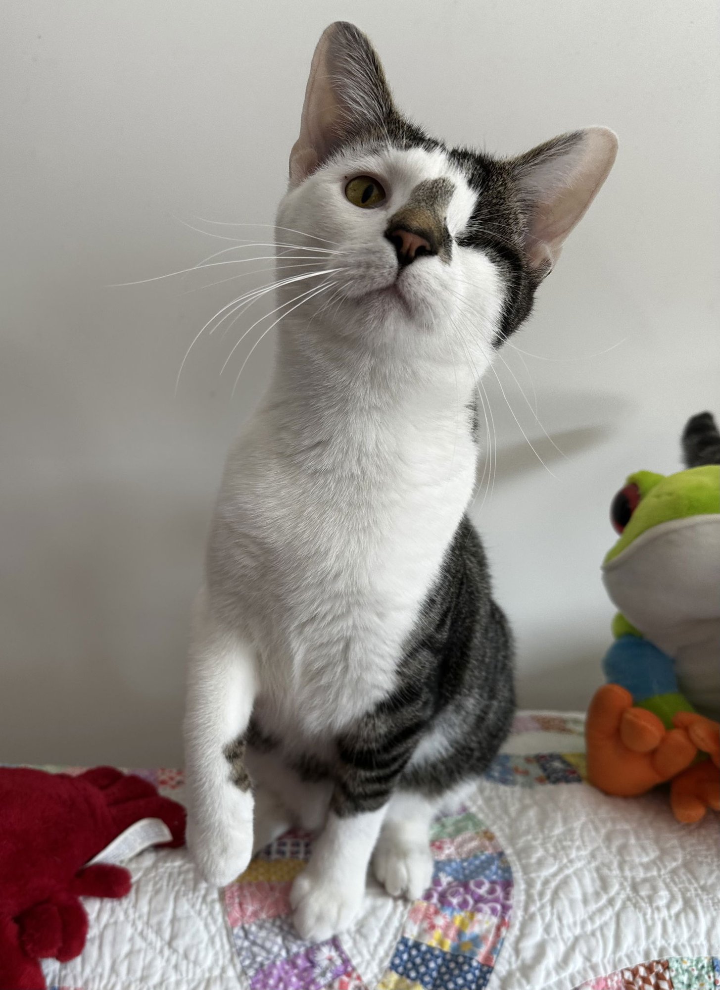 LAMON - Tabby / Domestic Short Hair available for adoption