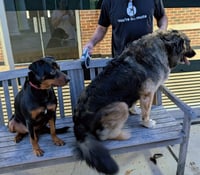 Duke - Photo 2