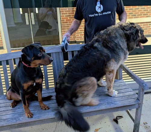DUKE - Labrador Retriever / Doberman Pinscher available for adoption