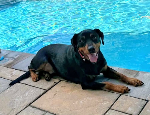 DUKE - Labrador Retriever / Doberman Pinscher available for adoption
