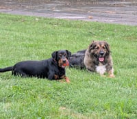 Duke - Photo 3