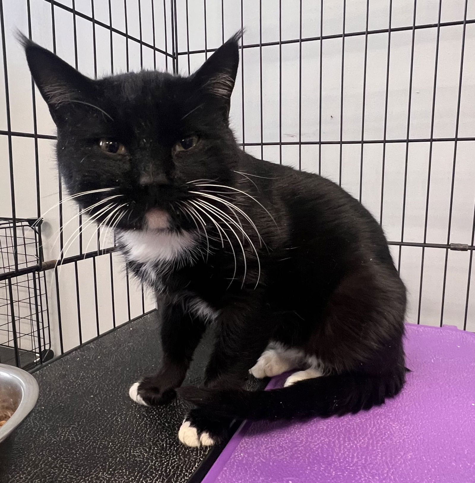 ORWELL - Domestic Short Hair available for adoption