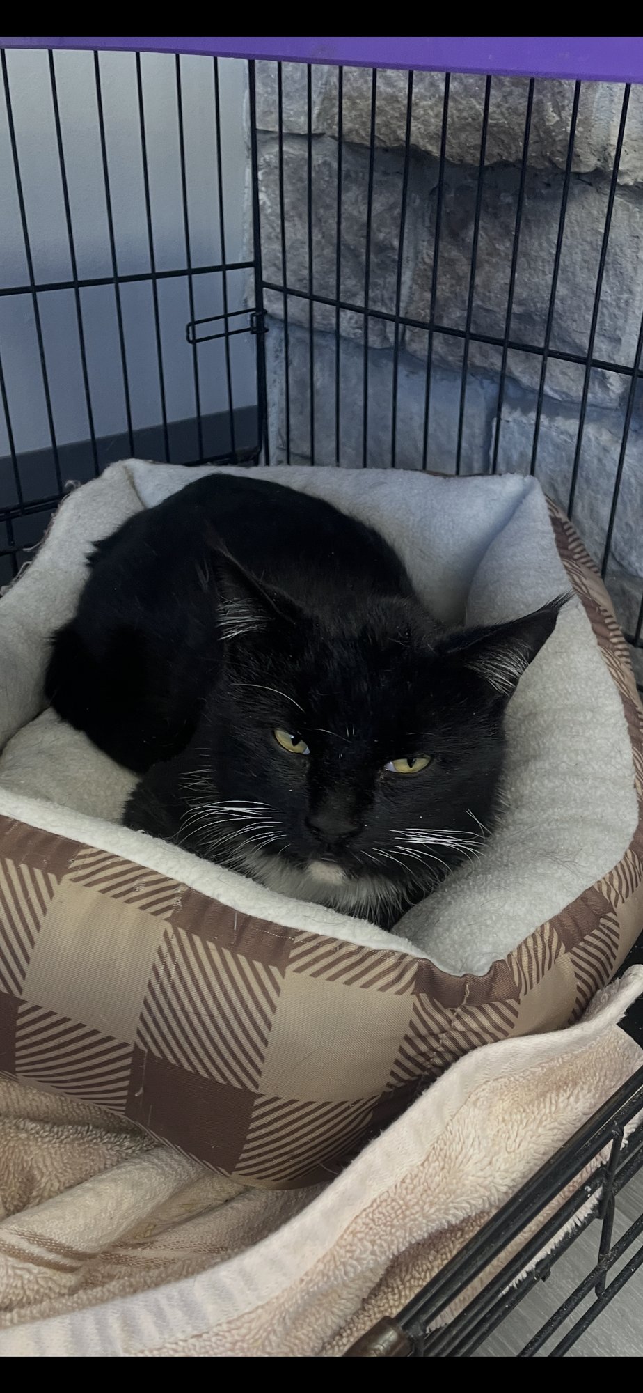 ORWELL - Domestic Short Hair available for adoption